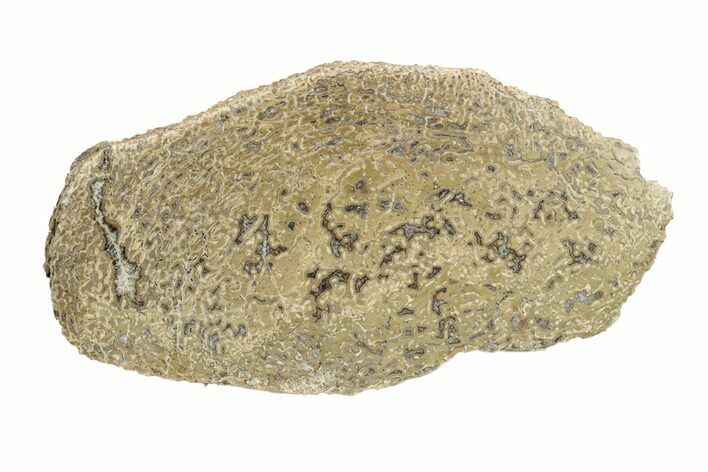 Polished Dinosaur Bone (Gembone) Slab - Morocco #271412